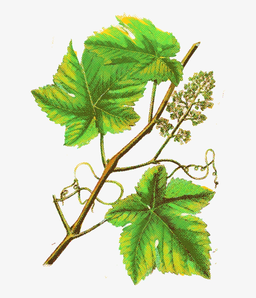 That Unites Their Many Brand Families - Twig, transparent png download