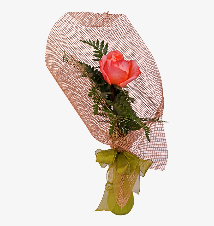 Roses - Garden Roses, transparent png download