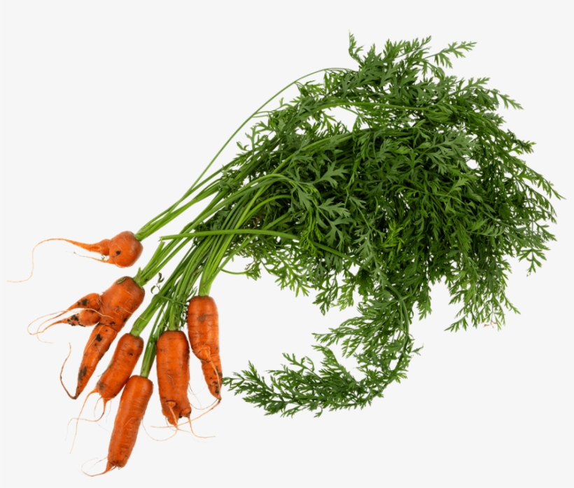 Wonky Carrot - Carrot, transparent png download