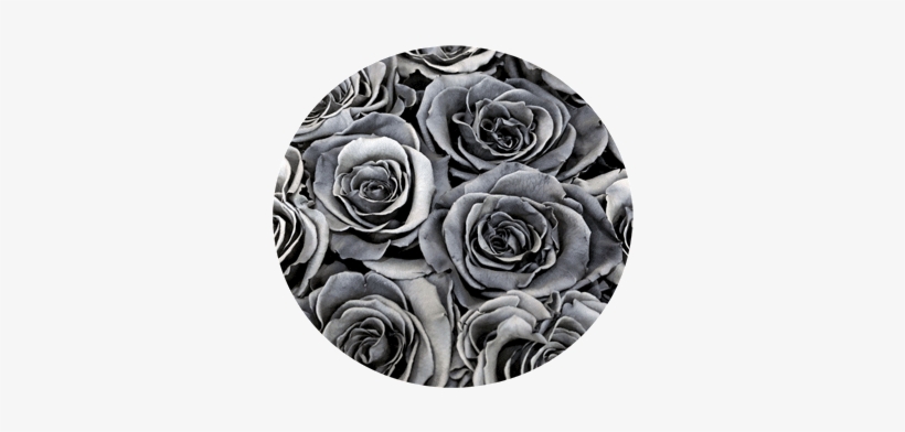 Petite Square Single Rose - Love, transparent png download