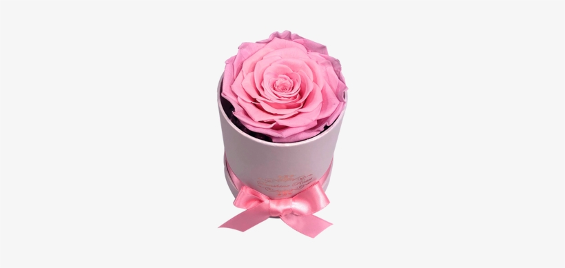 This Beautiful Preserved Rose Will Last More Than A - Garden Roses, transparent png download