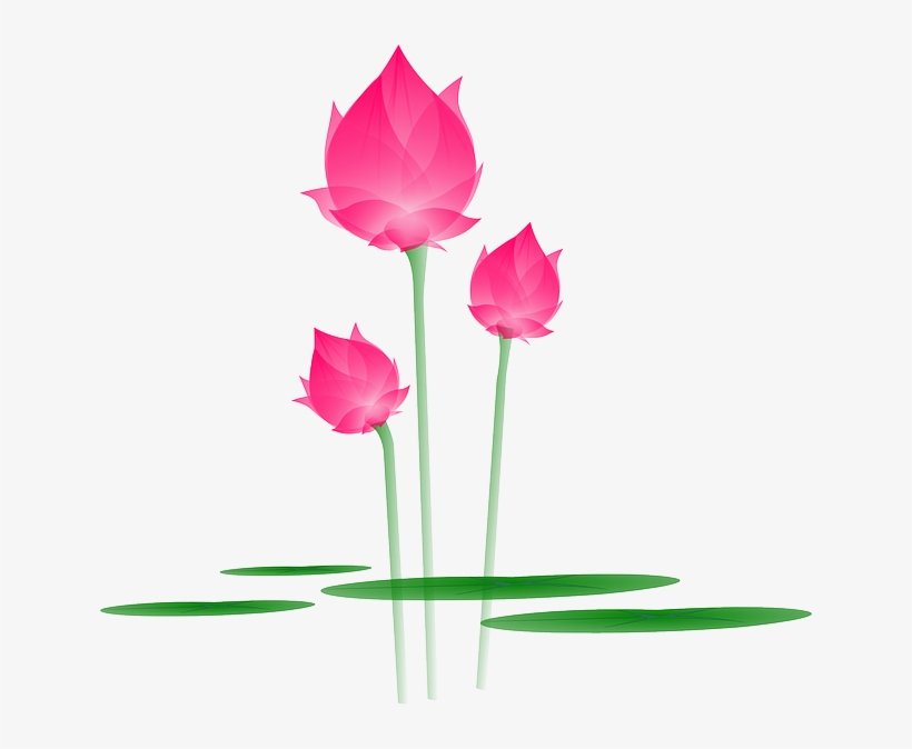Lotus Flower In Water Bloss - Lotus Png, transparent png download