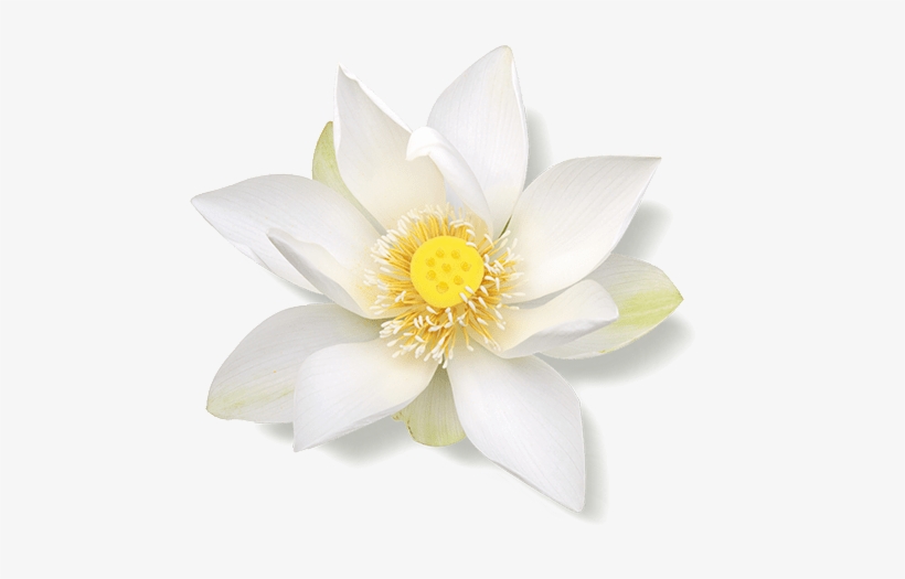 Images - Sacred Lotus, transparent png download