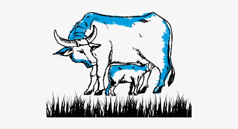 Well Feeded Calf Before Milking, transparent png download