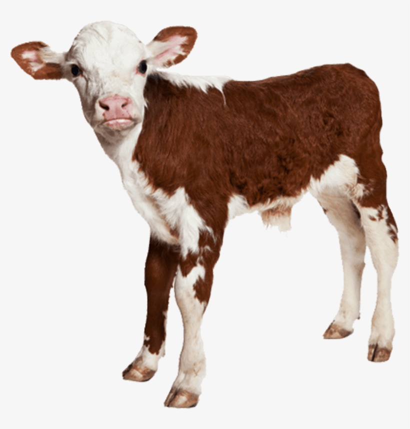 Buy Red And White Holstein Cow Online Farmvibes - Calf Images Hd Png, transparent png download