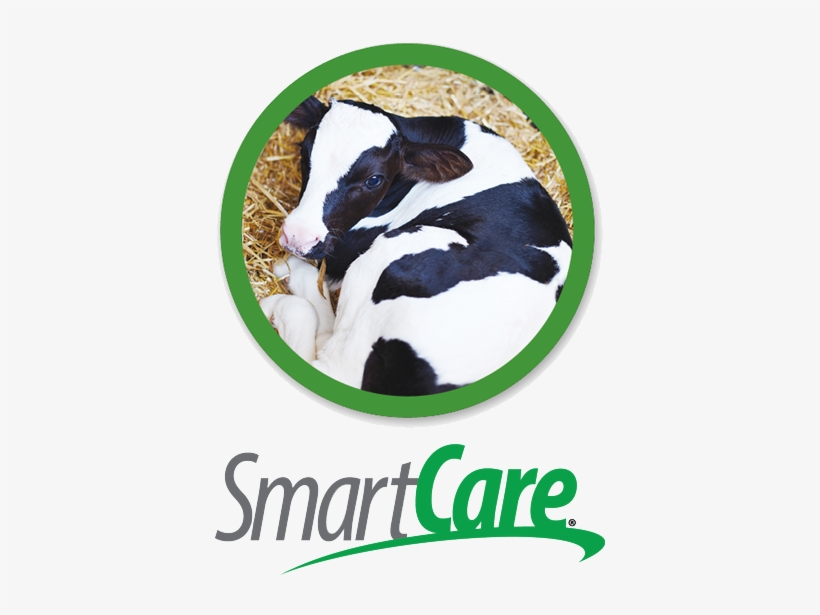 Smarter Technology For Pre-weaned Calves - Calf, transparent png download