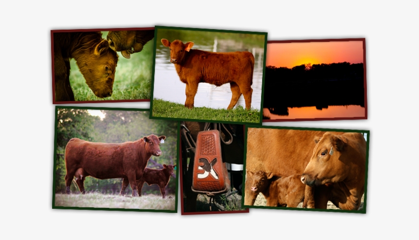 3k Land & Cattle - Dairy Cow, transparent png download