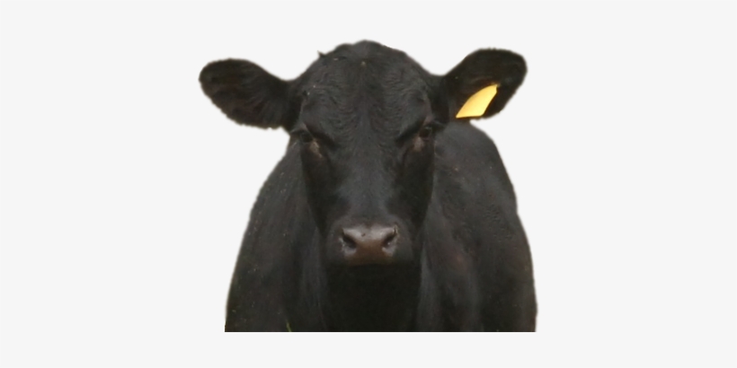Black-angus - Bull, transparent png download