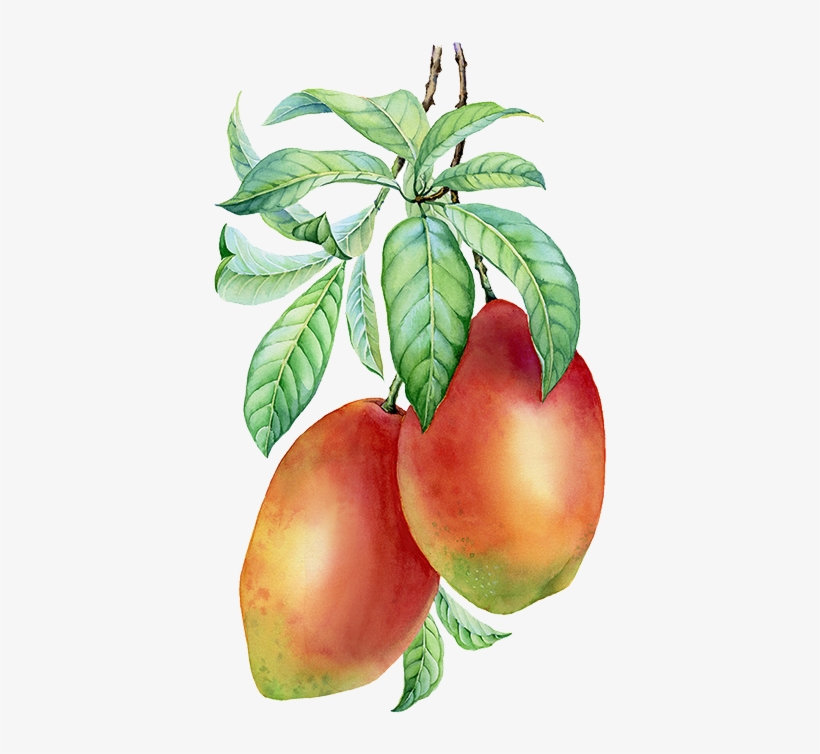 If You Like Mangoes, Get Them Now While They're Still - Mangos Bunch Png, transparent png download