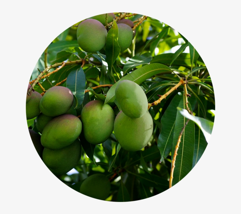 High In Antioxidants - Citrus, transparent png download