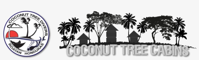 Coconut Tree Cabins - Coconut Tree Divers, transparent png download