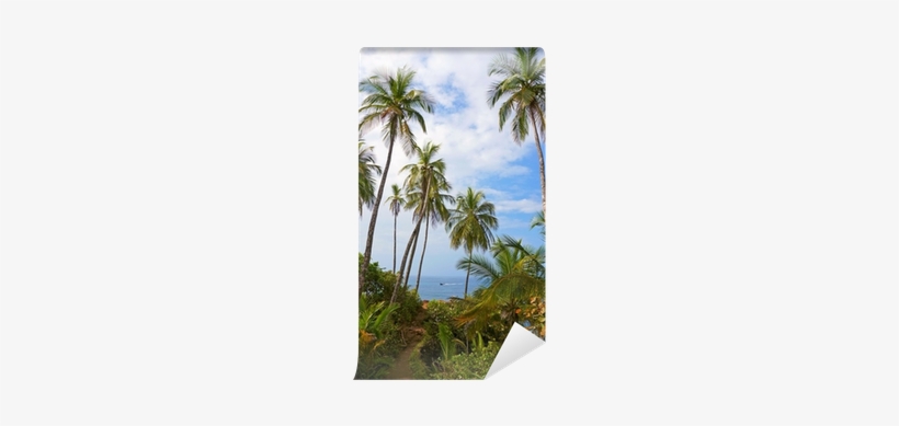 Coastal Footpath Under Coconut Trees Wall Mural • Pixers® - Tree, transparent png download