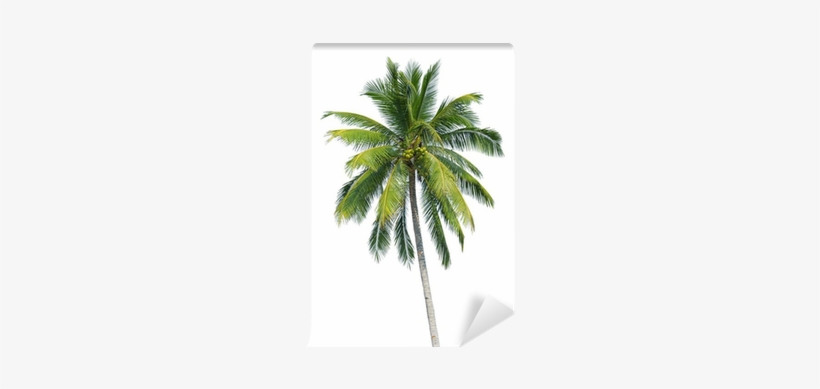 Real Palm Tree With Coconuts, transparent png download