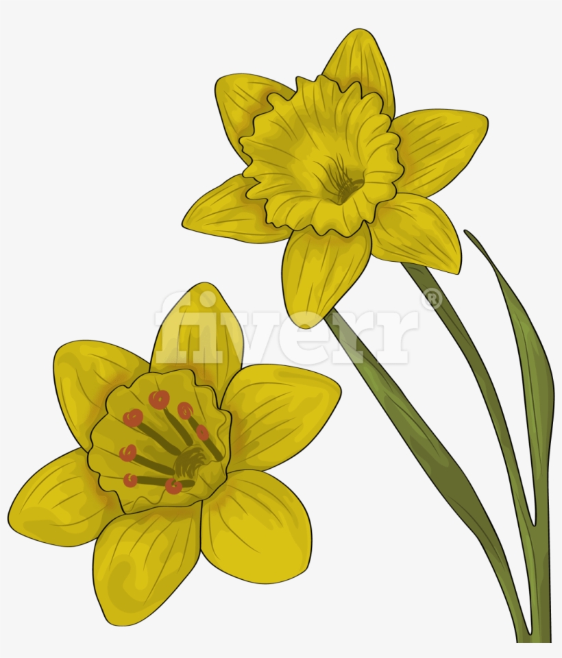 Narcissus, transparent png download