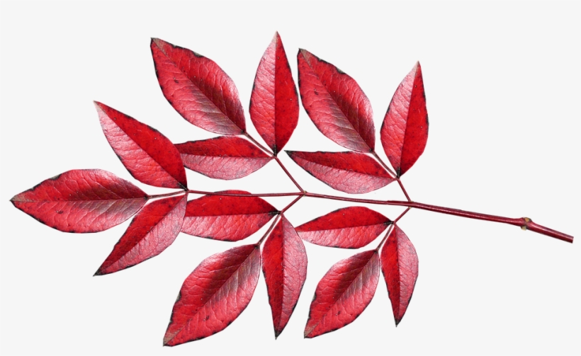 Leaves, Bamboo, Red, Autumn, Fall, Colourful - Autumn, transparent png download