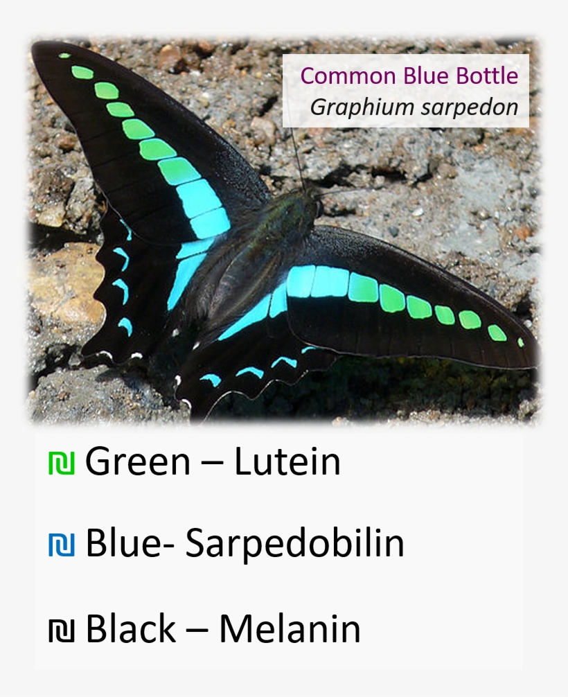 Selina/ @realscientists On Twitter - Common Bluebottle, transparent png download