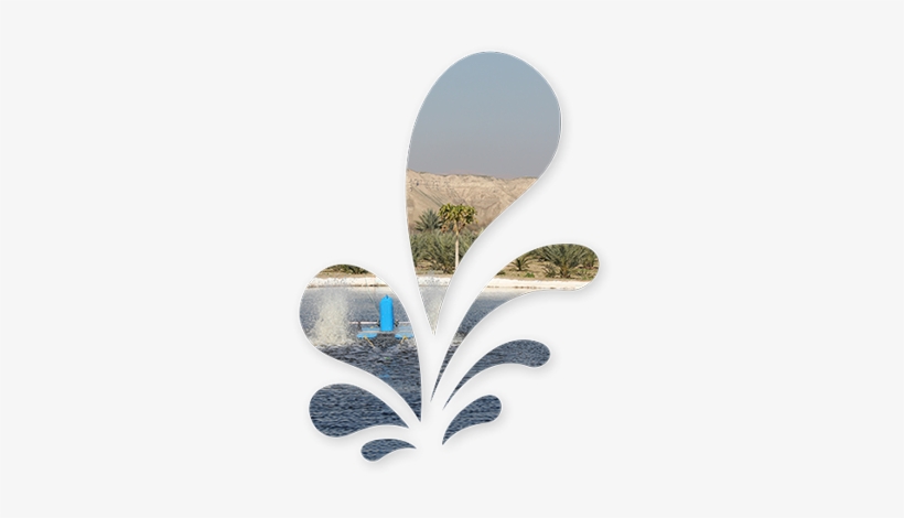 “jordan River Dates”, A Leading Family Owned Agricultural - Sorting Algorithm, transparent png download