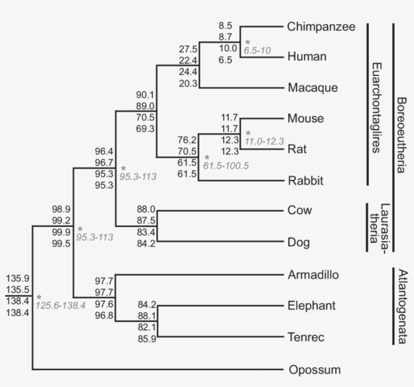 -tree With Divergence Time Estimates - Diagram, transparent png download
