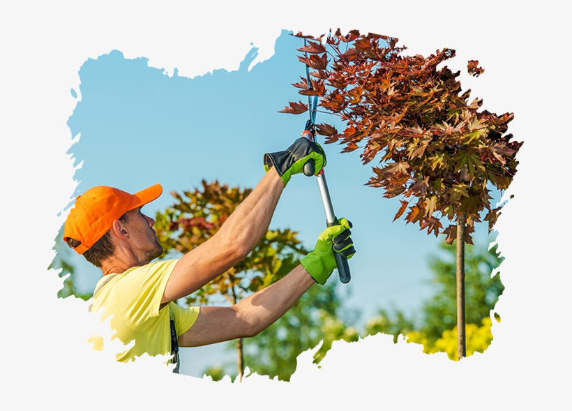 Artificial Tree - Gardening, transparent png download