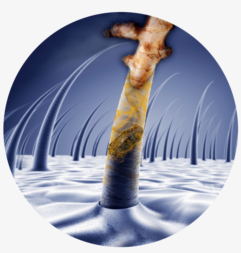 3d Hair Growth Cycle, transparent png download