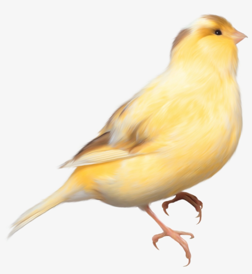 Yellow Bird Png Clipart Picture - Yellow Bird Png, transparent png download