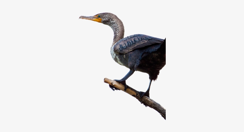 Bird Gard Electronic Bird Repellent Cormorant - Cormorant Png, transparent png download