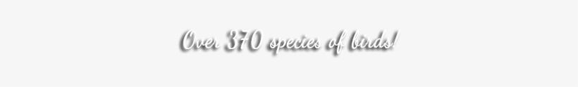 Calligraphy, transparent png download
