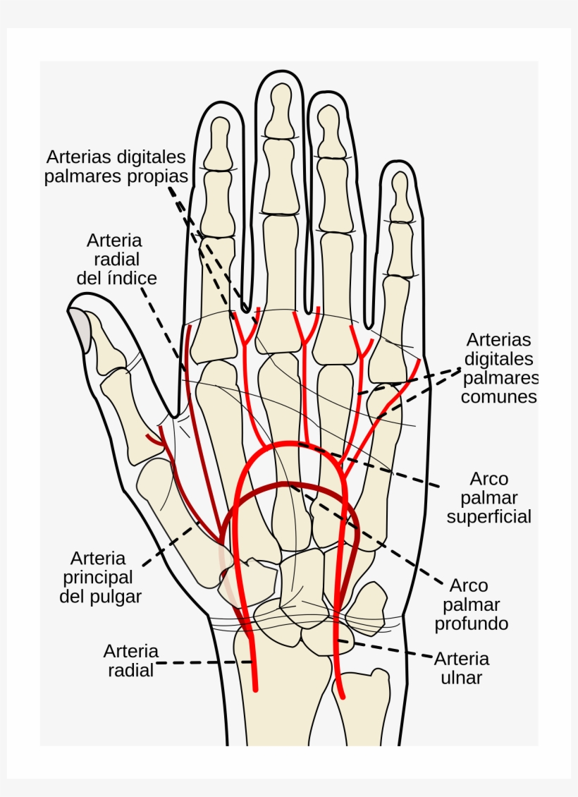 Open - Palmar Arteries, transparent png download