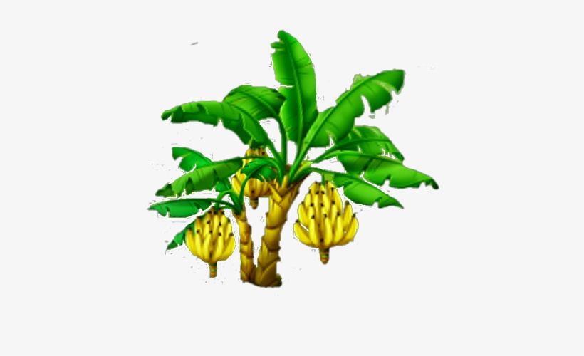 Banana Tree Harvest 3 - 3' Banana Tree, transparent png download