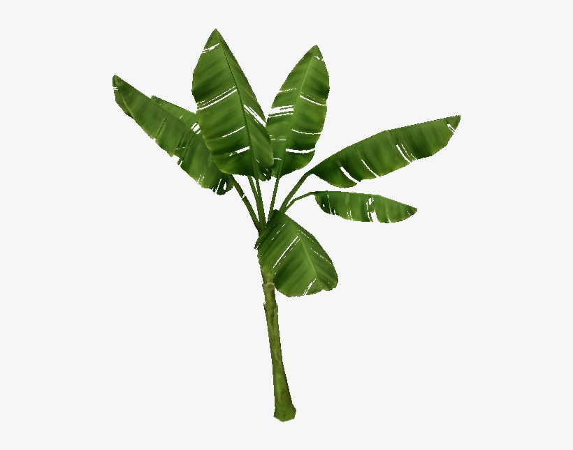 Palm Tree - Palm Banana Png, transparent png download