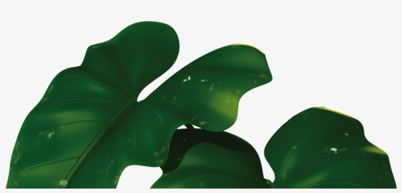 Transparent For Banana Leaves - Rio Leaf Png, transparent png download