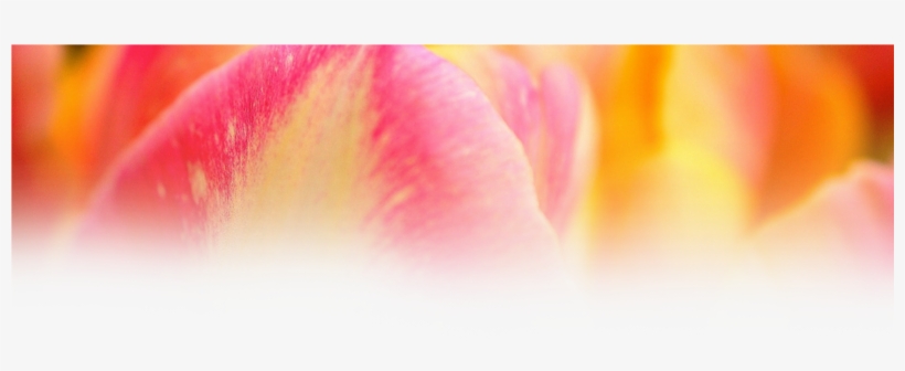 Check Out All Of The Amazing Rewards In Our Webshop - Reward Background Png, transparent png download