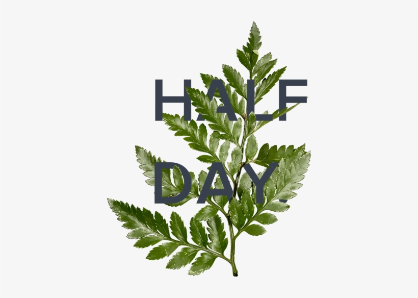 Plant A Seed - Pahari Pudina, transparent png download