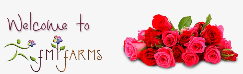 Fmi-welcome - Good Morning Rose Hd, transparent png download