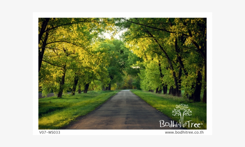 Wall, transparent png download