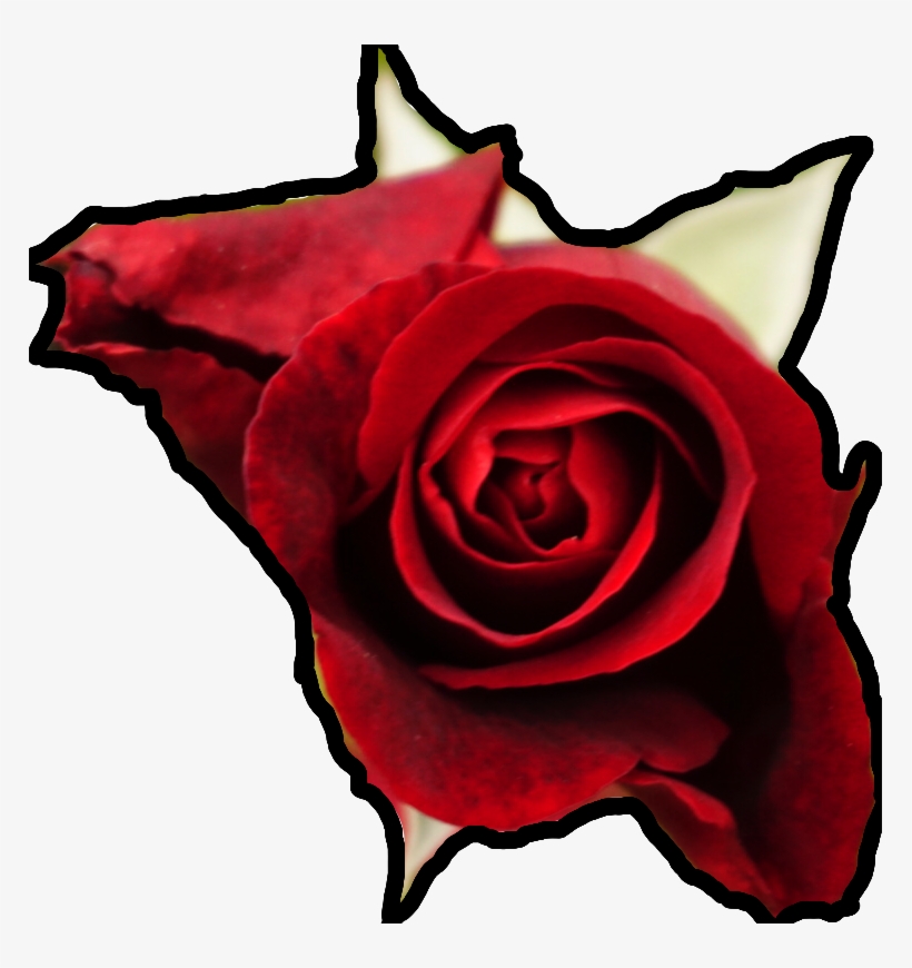 Rose Flower Borderline Asethetic Freetoedit - Floribunda, transparent png download