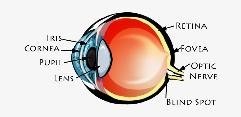 Picture - Cell Communication In Vision, transparent png download