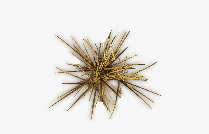 Echinoderm, transparent png download
