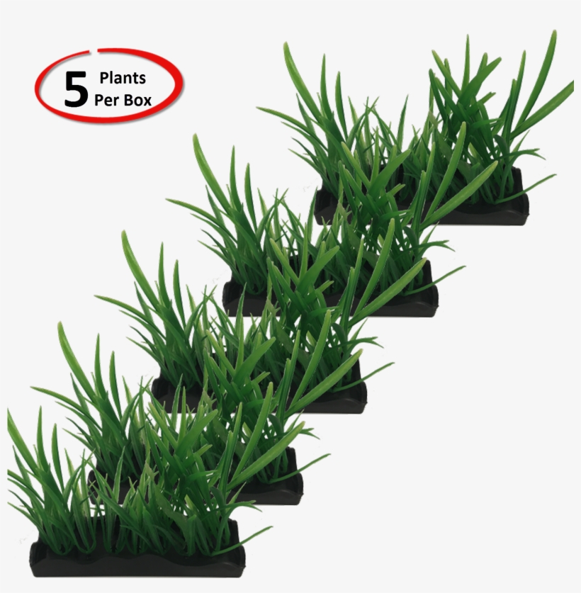 View Larger - Houseplant, transparent png download