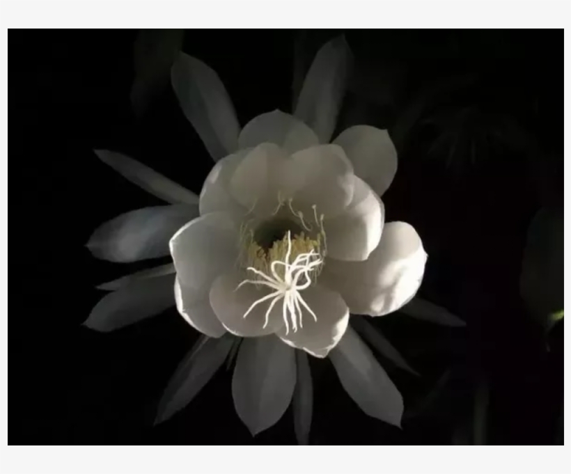 Flores Mas Raras Del Mundo, transparent png download