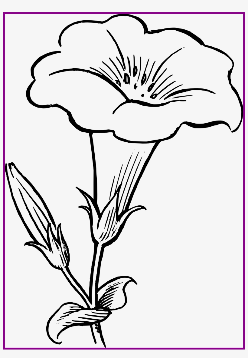 Incredible Flower Line Clip Art Picture Of - Lily Flower Clipart Black And White, transparent png download