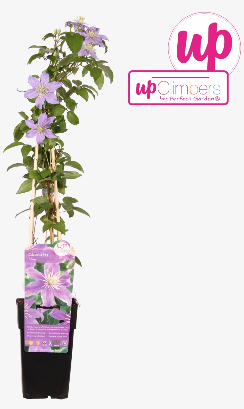 1 - Bougainvillea, transparent png download