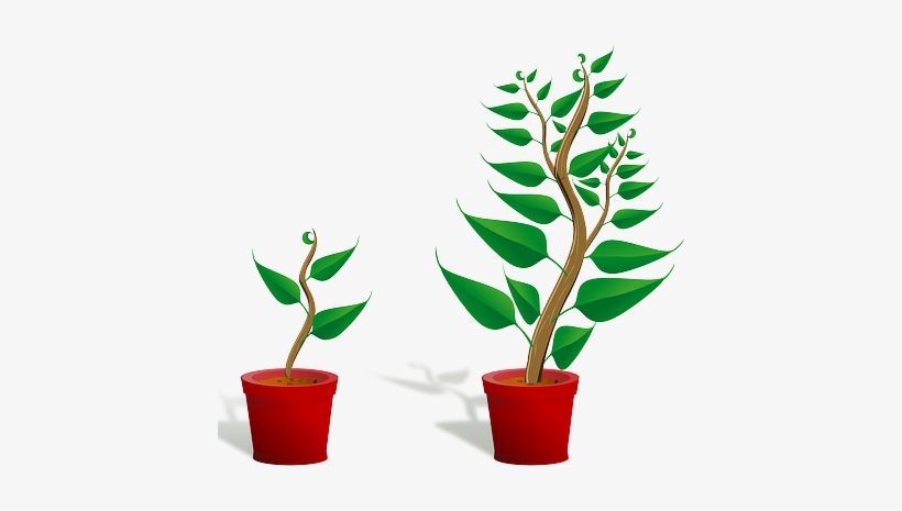 Growth Habits - Getting To Know Plants, transparent png download
