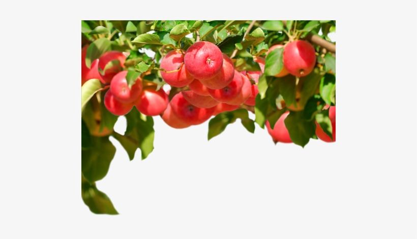 0 1b758b D0feaffb Xl - Fruit, transparent png download