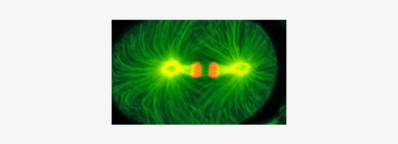 Mutant Protein Found 17 Years Ago Considered The Earliest - Circle, transparent png download