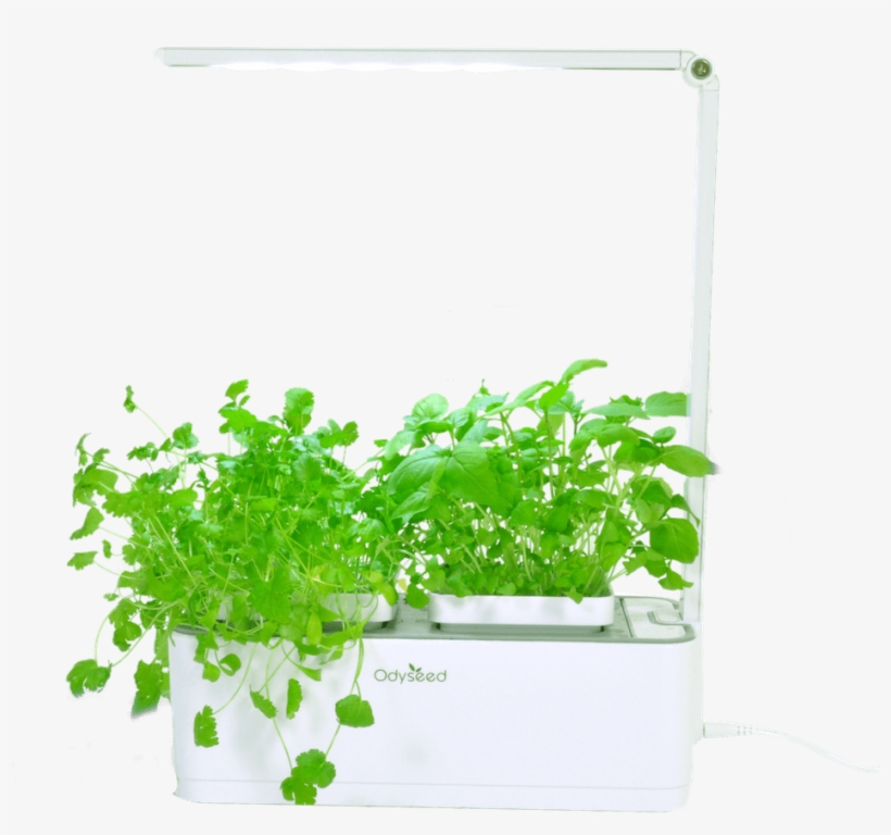Odyseed Eden Pack Refill Seeds Substrate Organic Indoor - Odyseed Eden, transparent png download