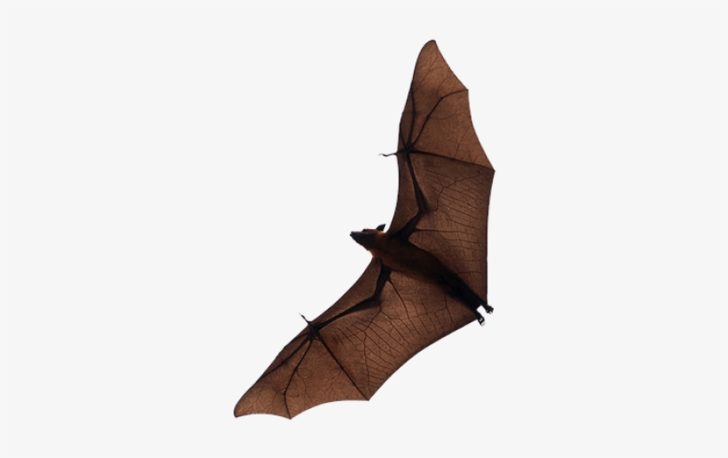 Free Png Bat Png Images Transparent - Bat, transparent png download