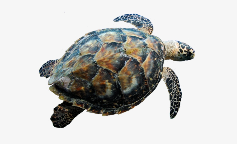 Turtle Png Free - Turtle Transparent Background, transparent png download