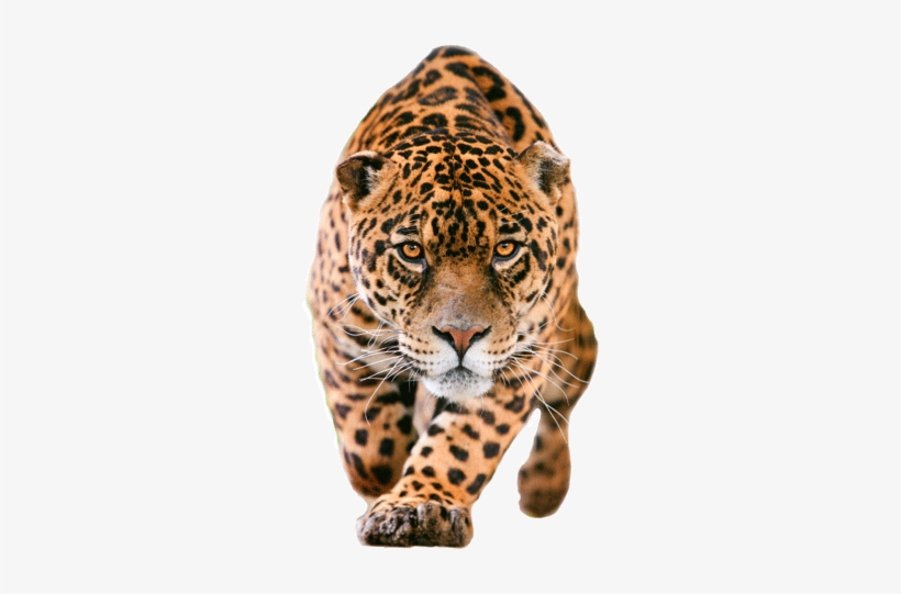 Jaguar Png Pic - Jaguar Png, transparent png download