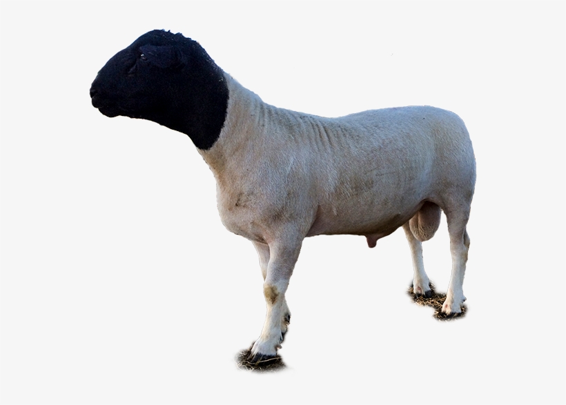 Are You Looking To Enjoy Wonderful Lamb Meat, Kjh Dorper - Dorper Sheep Png, transparent png download